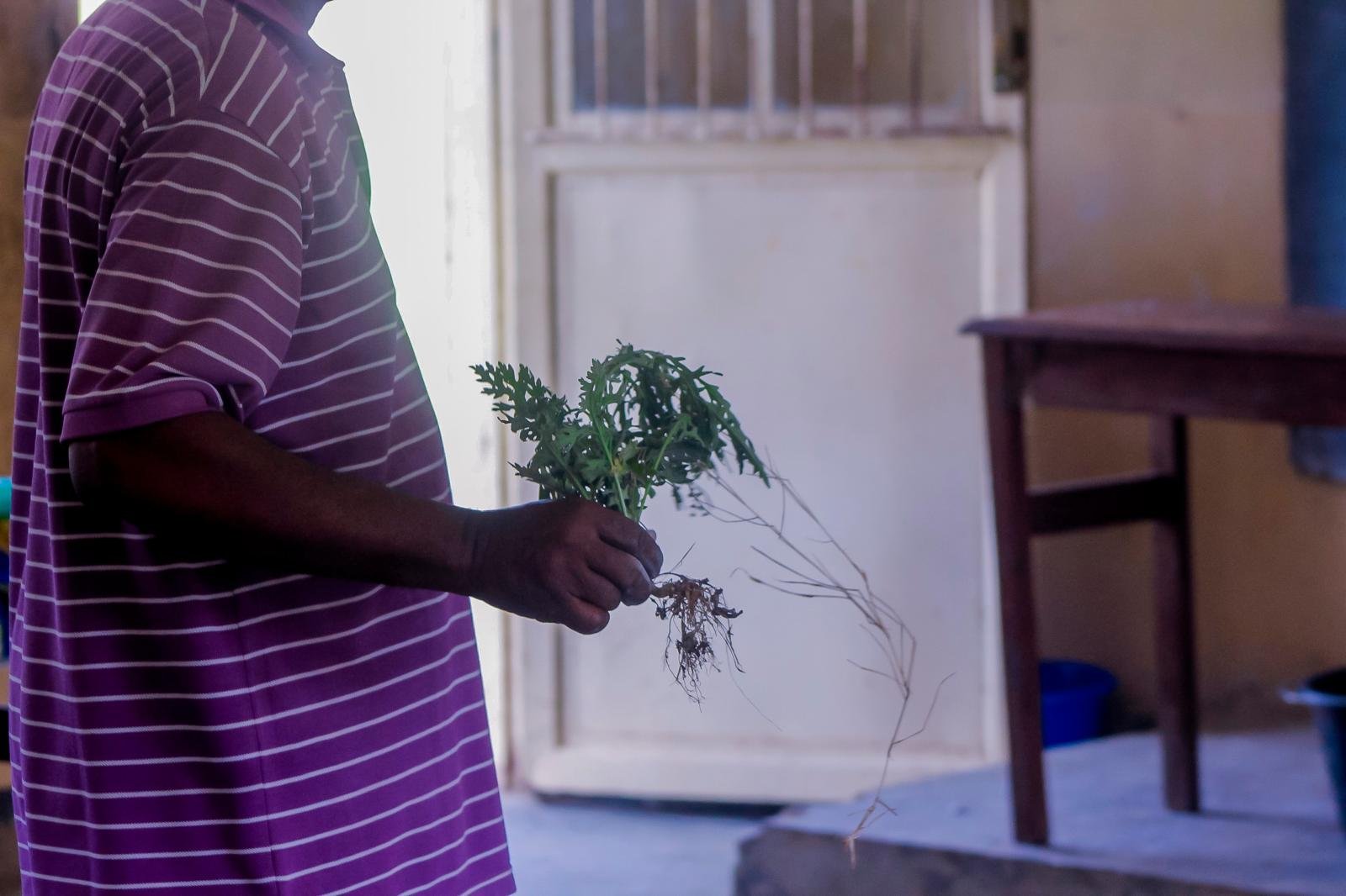 gros-plan-plante-maraichere-racines-agronome-uvira-cepvh-rdc